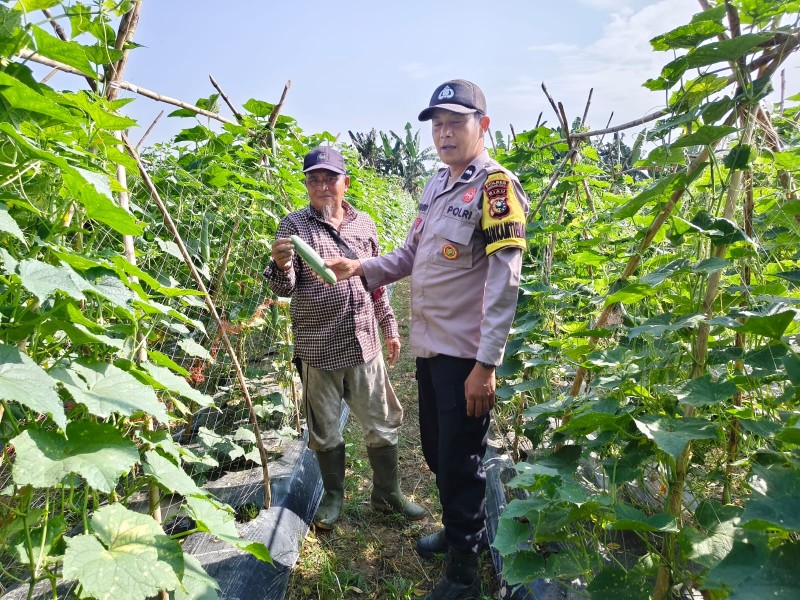 Bhabinkamtibmas Polsek Kuala Cenaku Sambangi Petani Timun di Teluk Keladi, Imbau Jangan Bakar Lahan