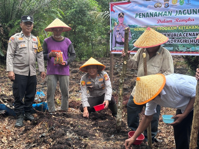 Dukung Program Ketahanan Pangan, Polsek Kuala Cenaku Lakukan Penanaman Jagung Pipil di Desa Sukajadi
