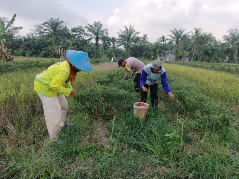 Jaga Lahan Produktif, Polsek Kuala Cenaku Ajak Petani Tanjung Sari Kembangkan Cabai