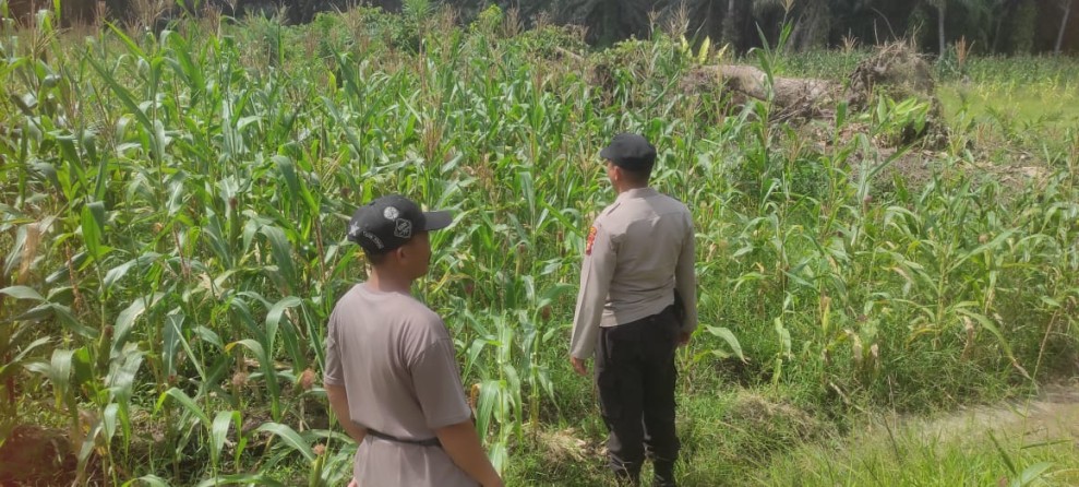 Dukung Ketahanan Pangan Nasional, Bhabinkamtibmas Polsek Sabak Auh Lakukan Monitoring Tanaman Jagung Pipil