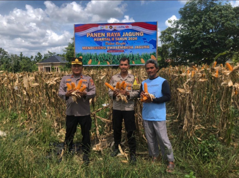 Dukung Swasembada Pangan, Polres Inhu Panen Raya Jagung di Rengat Barat dan Kelayang