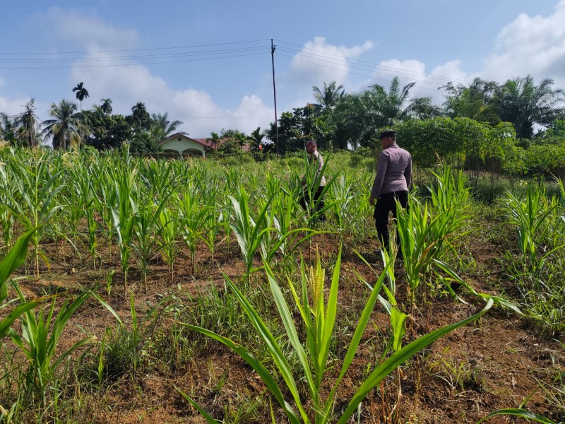 Polsek Lirik dan Kelompok Tani Berkah Tani Sukses Kawal Jagung Pipil di Lahan PT Pertamina EP Lirik
