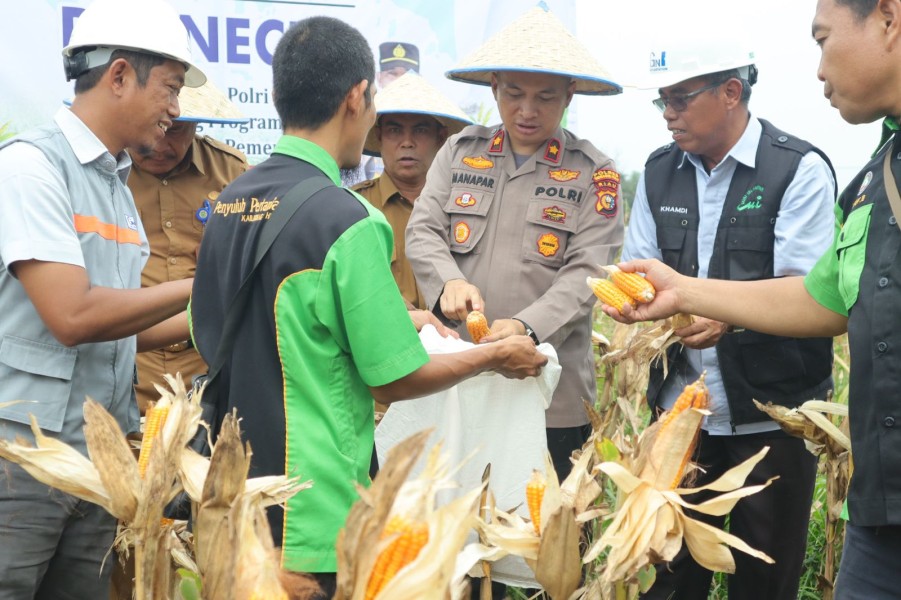 Panen Perdana Jagung Pipil Polres Inhu, Wakapolres: Hasil Cucuran Keringat, Ketekunan, dan Semangat Swasembada Pangan