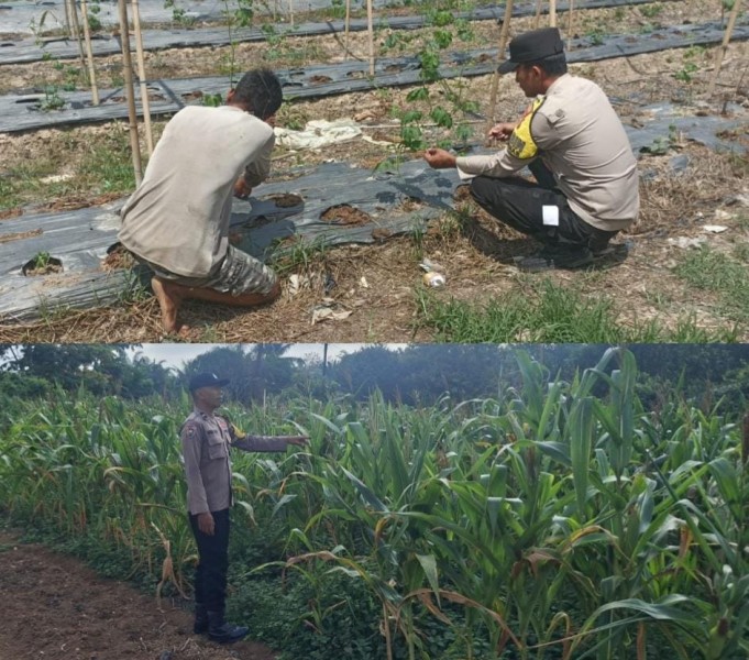 Tanaman Pekarangan dan Jagung Pipil untuk Ketahanan Pangan Indonesia dari Indragiri Hulu