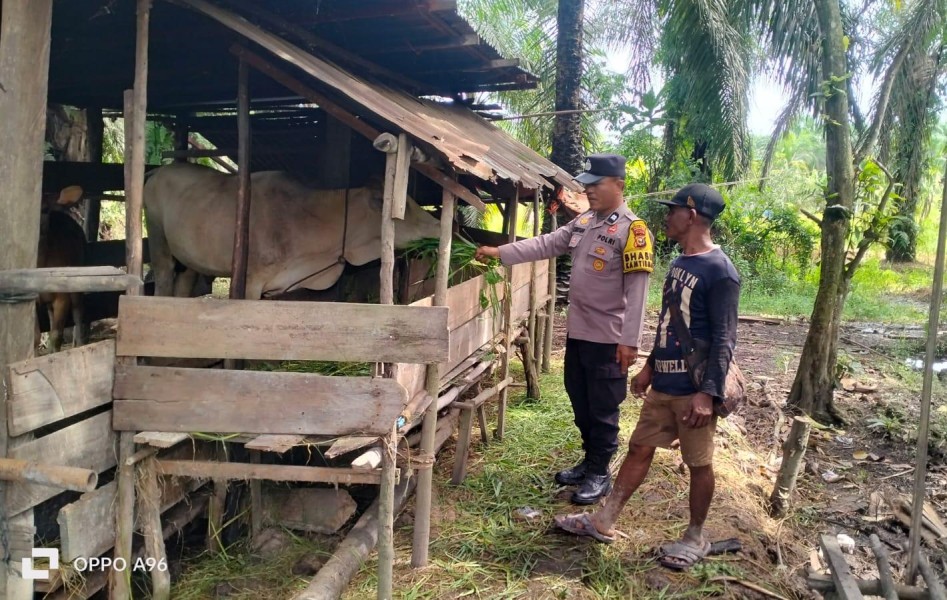 Bhabinkamtibmas Kuala Cenaku Edukasi Peternak Desa Sapi di Desa Sukajadi