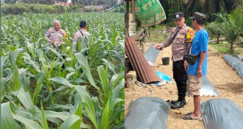 Monitoring Jagung dan Cabe, Polres Inhu Harap Kesejahteraan Masyarakat Meningkat