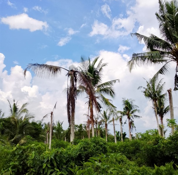 Ketua KTS Bente Luruskan Informasi, Tegaskan Proses Kesepakatan Sedang Berjalan