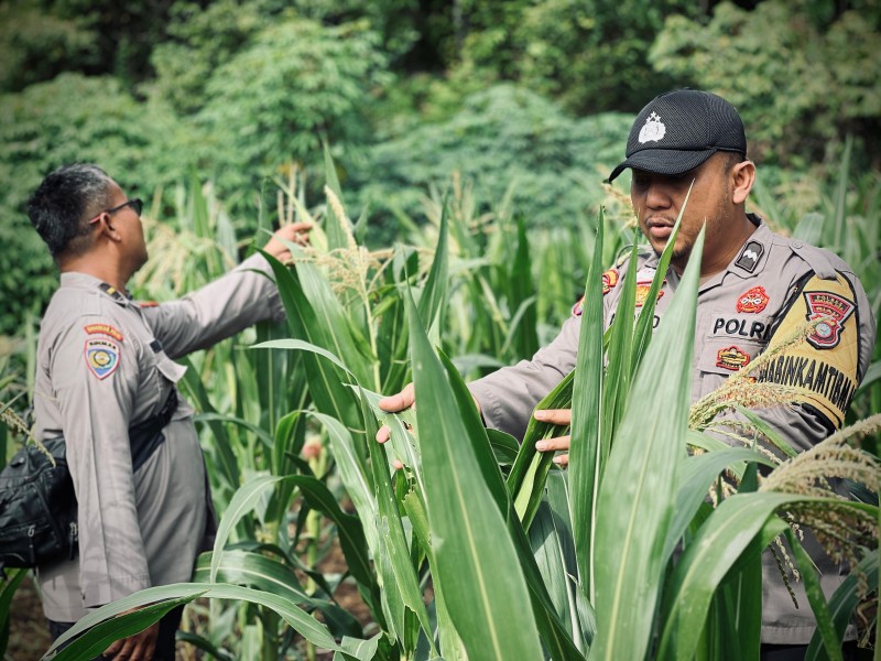 Polsek Lirik Pantau Pertumbuhan Jagung Pipil Program Kuartal II di Desa Lirik Area