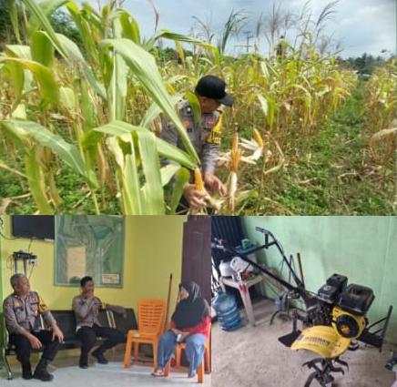 Gandeng KWT, Polsek Lirik Cek Persiapan Panen Jagung Pipil 1 Hektar di Sidomulyo