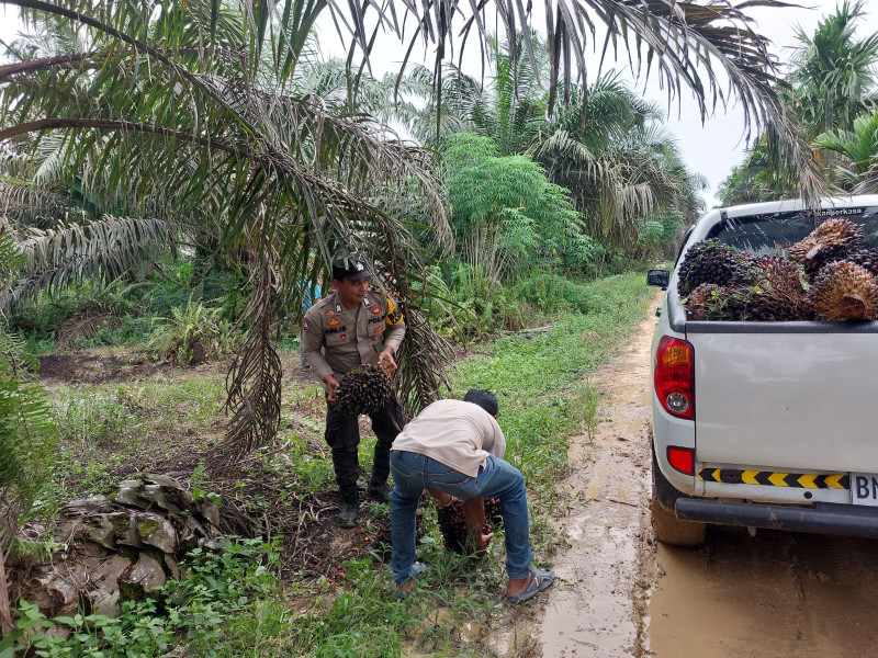 Bantu Warga Angkat Buah Sawit Jatuh, Polisi Sampaikan Program Cooling System