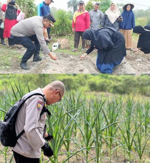 Swasembada Pangan Jagung Pipil Nasional, Polres Inhu Tanam hingga Pantau Perkembangan Tanaman