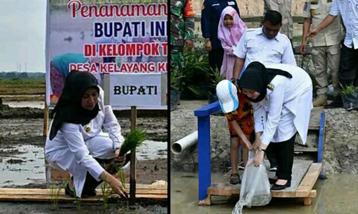 Bupati Rezita Tanam Padi dan Tabur Bibit Ikan