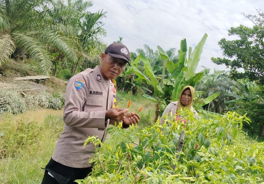 Bhabinkamtibmas Polsek Kuala Cenaku Sambangi Petani Timun dan Cabe di Dusun Mekar Sari