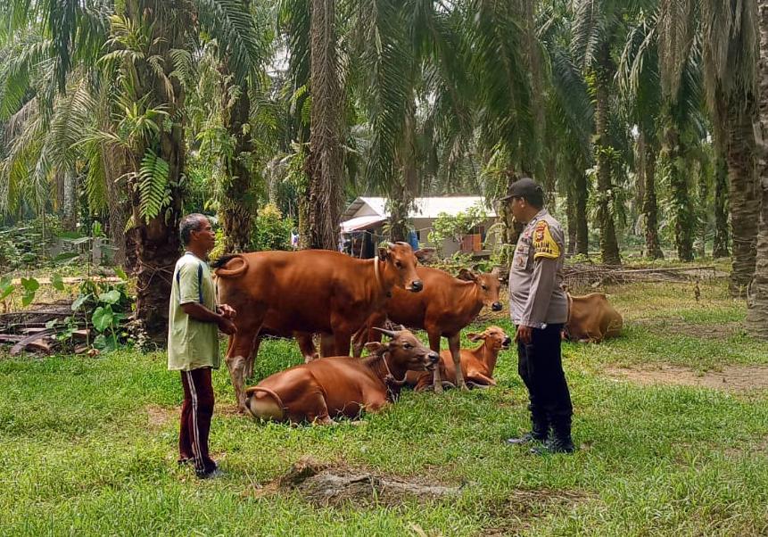 Bhabinkamtibmas Polsek Kuala Cenaku Sambangi Peternak Sapi di Teluk Sungkai