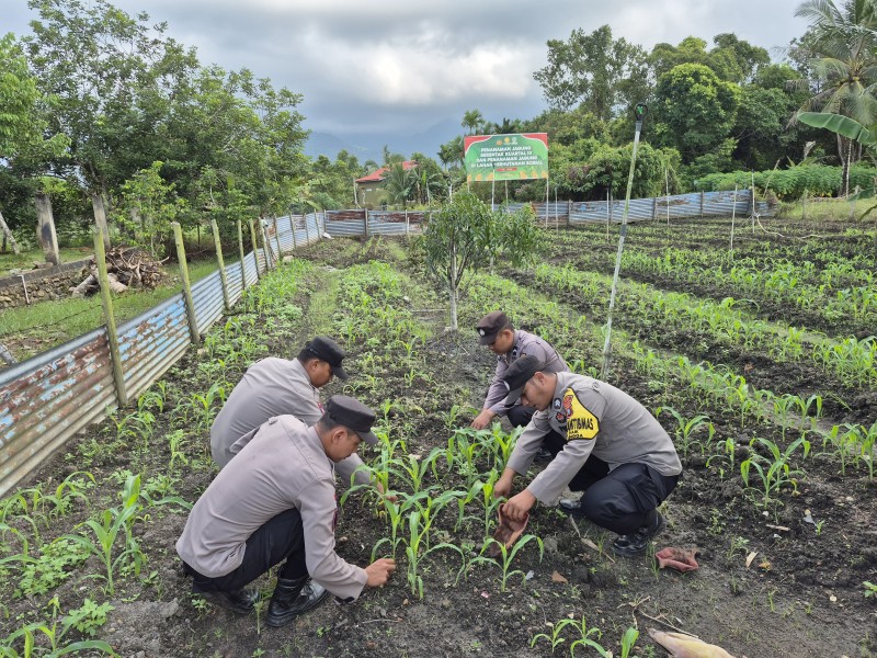Polsek Daik Lingga Aktif Rawat Tanaman Jagung Di Lahan Perhutanan Sosial.