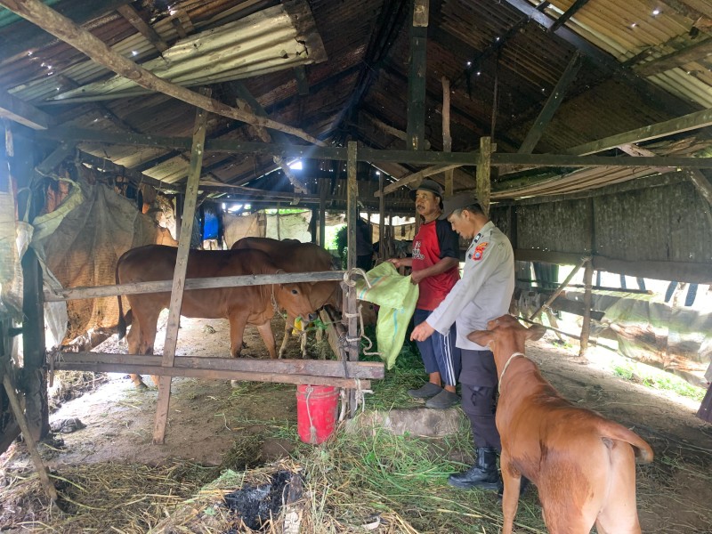 Polsek Tanah Merah Dorong Produktivitas Peternak Demi Swasembada Pangan