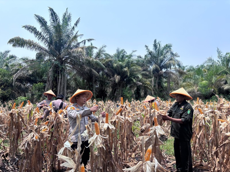 Panen Raya Jagung Serentak Kuartal II Polsek Kuala Cenaku, Hasil 600 Kg dari 0,5 Ha