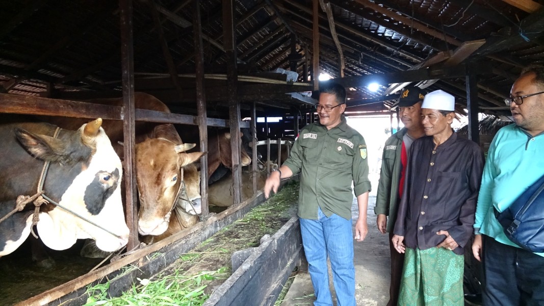 Pastikan Hewan Kurban Sehat, Dinas Peternakan Inhil Lakukan Pemeriksaan Serentak