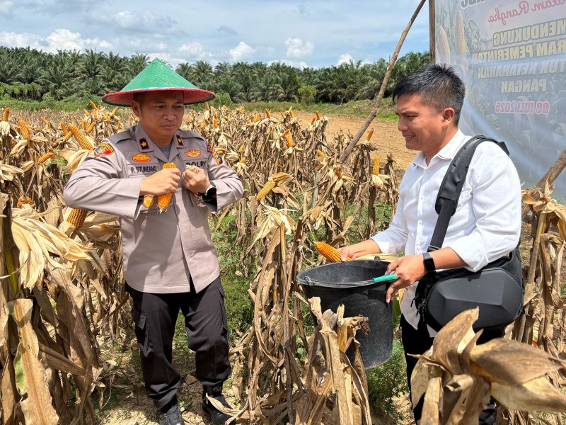 Dukung Ketahanan Pangan, Wakapolres Inhu Pimpin Panen Raya di PT Tasma Puja