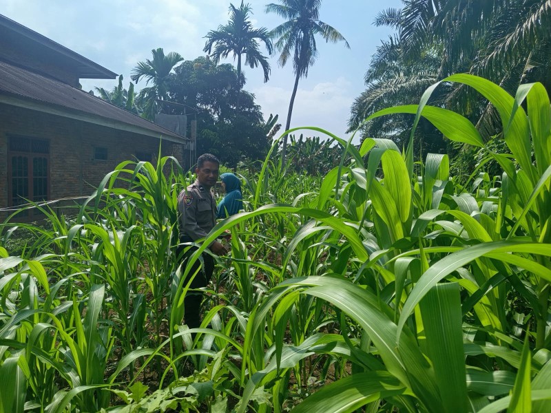 Dukung Swasembada Pangan, Polres Inhu Pantau Lahan Jagung Pipil di Pasir Penyu dan Rengat Barat