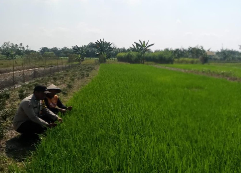 Wujud Polisi Cinta Petani, Bhabinkamtibmas Polsek Kuala Cenaku Sambangi Petani Padi di Teluk Sungkai