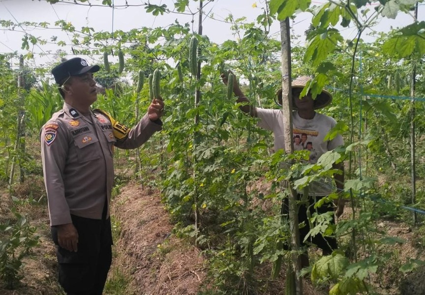 Bhabinkamtibmas Kuala Cenaku Sambangi Petani Pare di Pulau Gelang, Ajak Tanam Jagung Pipil Dukung Ketahanan Pangan