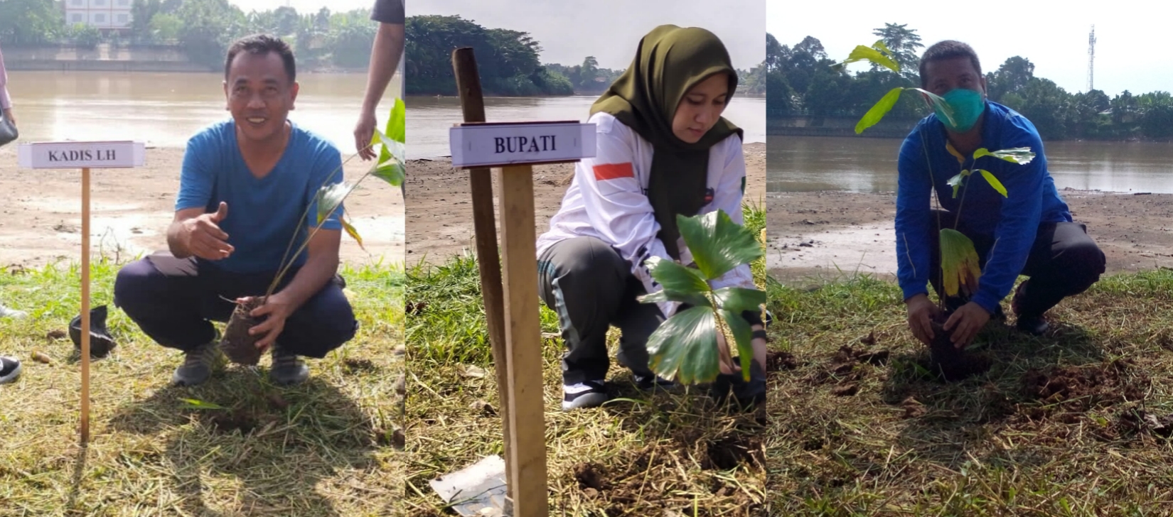 Hari Lingkungan Hidup Sedunia, DLH Inhu Lakukan Penanaman Pohon di Sejumlah Lokasi