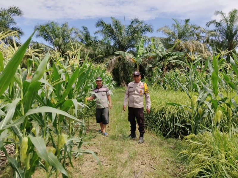 Bhabinkamtibmas Tanjung Sari Apresiasi Warga Manfaatkan Lahan untuk Padi dan Jagung