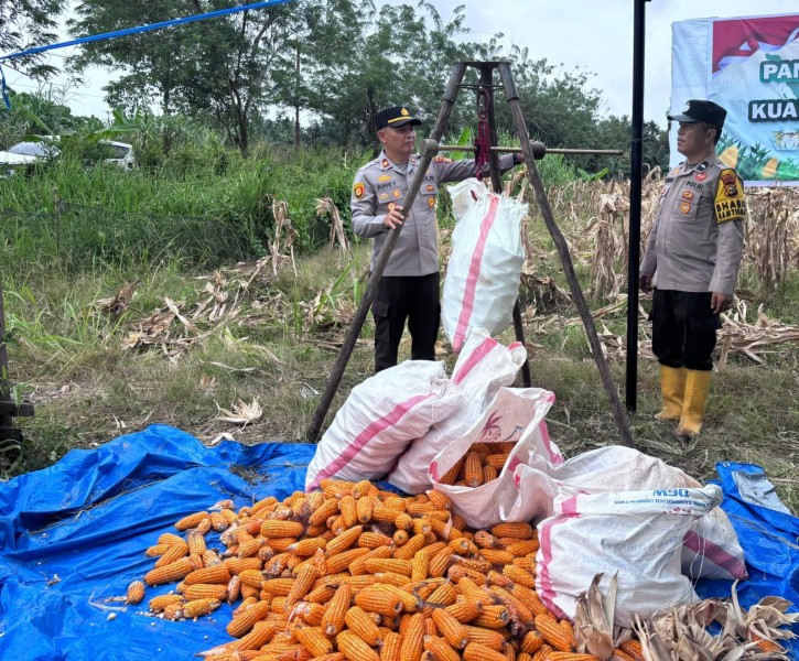 Polsek Kuala Cenaku Panen Jagung 2 Ton di Lahan Milik PT SBL