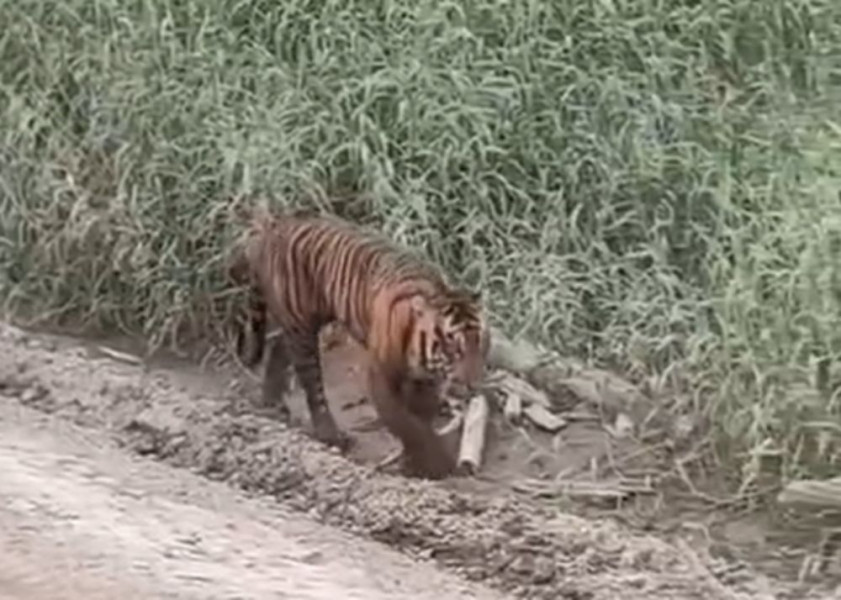 Viral Video Harimau Muncul di Area Konsesi Pelalawan, Begini penjelasan BBKSDA Riau