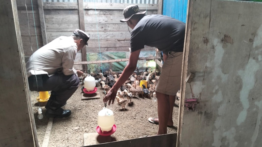 Dari Desa Sungai Nyiur, Polsek Tanah Merah Dukung Kemandirian Pangan Melalui Peternakan