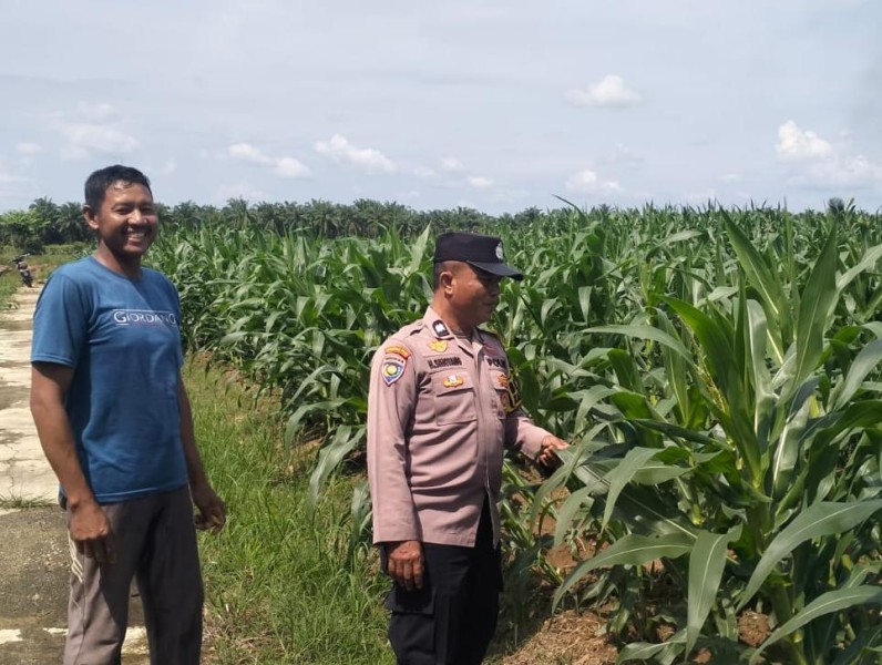 Bhabinkamtibmas Polsek Kuala Cenaku Turun ke Kebun Jagung Manis di Desa Pulau Gelang, Wujud Polisi Cinta Petani