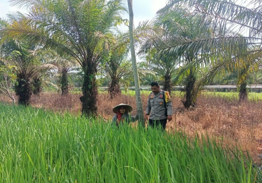 Bhabinkamtibmas Polsek Kuala Cenaku Ajak Petani Diversifikasi Tanam Padi dan Jagung