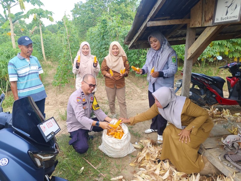 Polsek Lirik Panen Kuartal II Jagung Pipil Bersama BUMDes Barokah di Sidomulyo