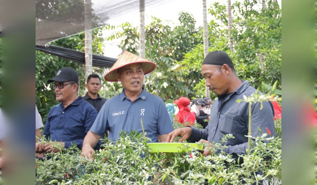 Bupati Inhil Herman Panen dan Tanam Cabe Bersama Petani Pekan Arba: Tekan Inflasi, Dorong Ekonomi Warga