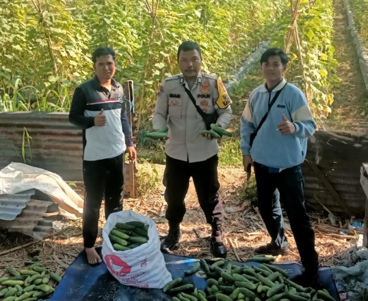 Jemput Bola ke Ladang, Polsek Kuala Cenaku Dampingi Petani Timun dan Jagung