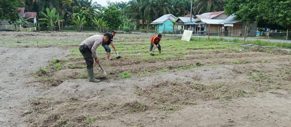 Dukung Ketahanan Pangan dan Cooling System Pasca Pilkada, Bhabinkamtibmas Turun ke Ladang