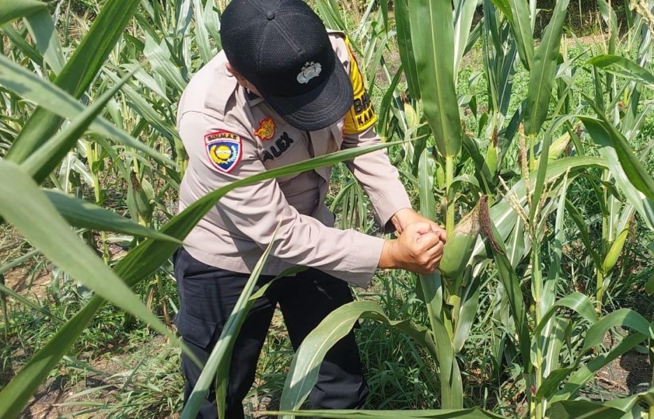 Polisi Cinta Petani, Polsek Lirik Pastikan Jagung 71 HST Tumbuh Optimal di Lirik Area