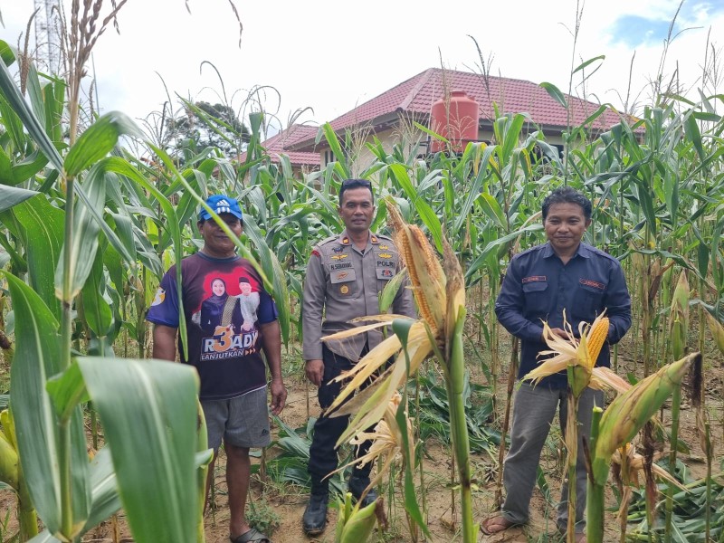 Sambang Personel Polres Inhu, Jagung Pipil untuk Ketahanan Pangan Nasional