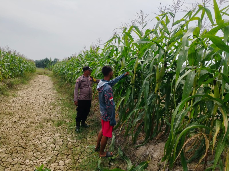 Tanaman Jagung Pipil Lahan Ketahanan Pangan Polsek Kuala Cenaku Mulai Berbuah