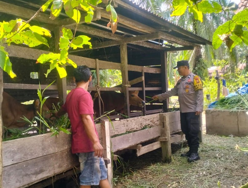 Polsek Kuala Cenaku Gelar Sambang Rutin ke Peternak Sapi di Desa Sukajadi, Dukung Ketahanan Pangan