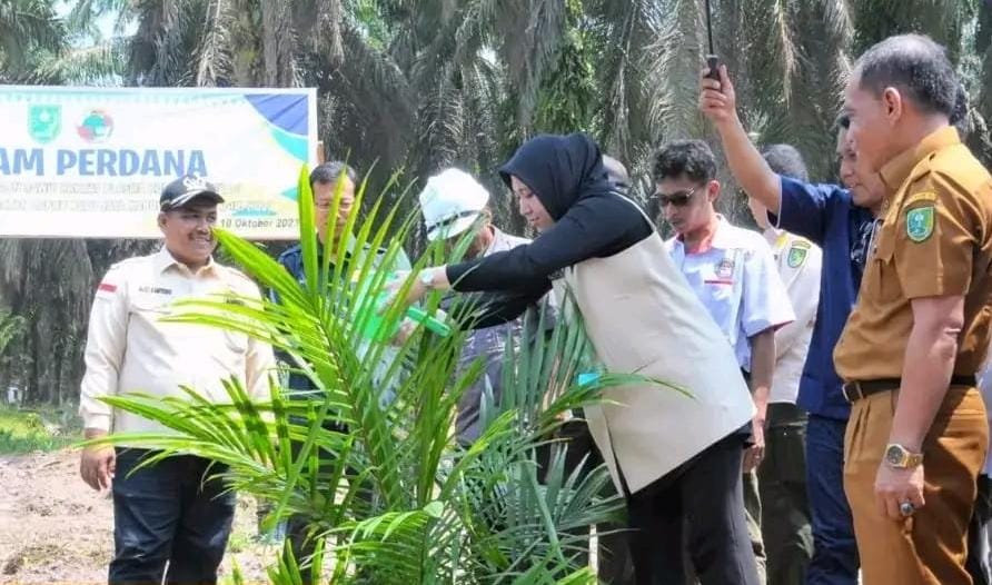 Bersama KUD Mekar Abadi, Bupati Rezita Tanam Perdana Sawit PSR di Tasik Juang