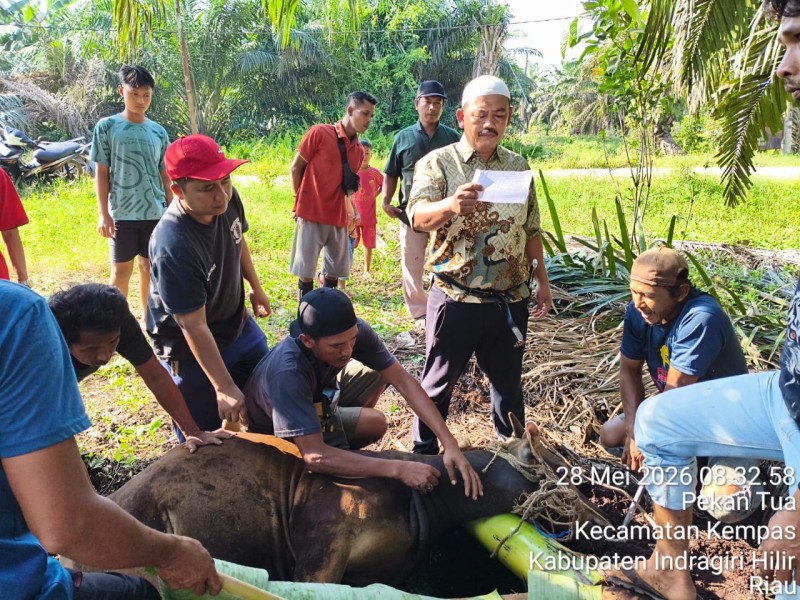 Semangat Berbagi di Idul Adha, PT. Agrinas Palma Nusantara Mitra KSO PT. Citra Mutiara Bumi Riau Gelar Penyembelihan Hewan Kurban