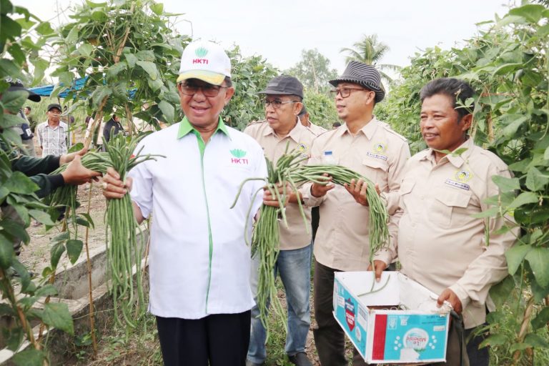 HM Wardan Panen Kacang Panjang Bersama Kelompok Tani Parit Hijrah