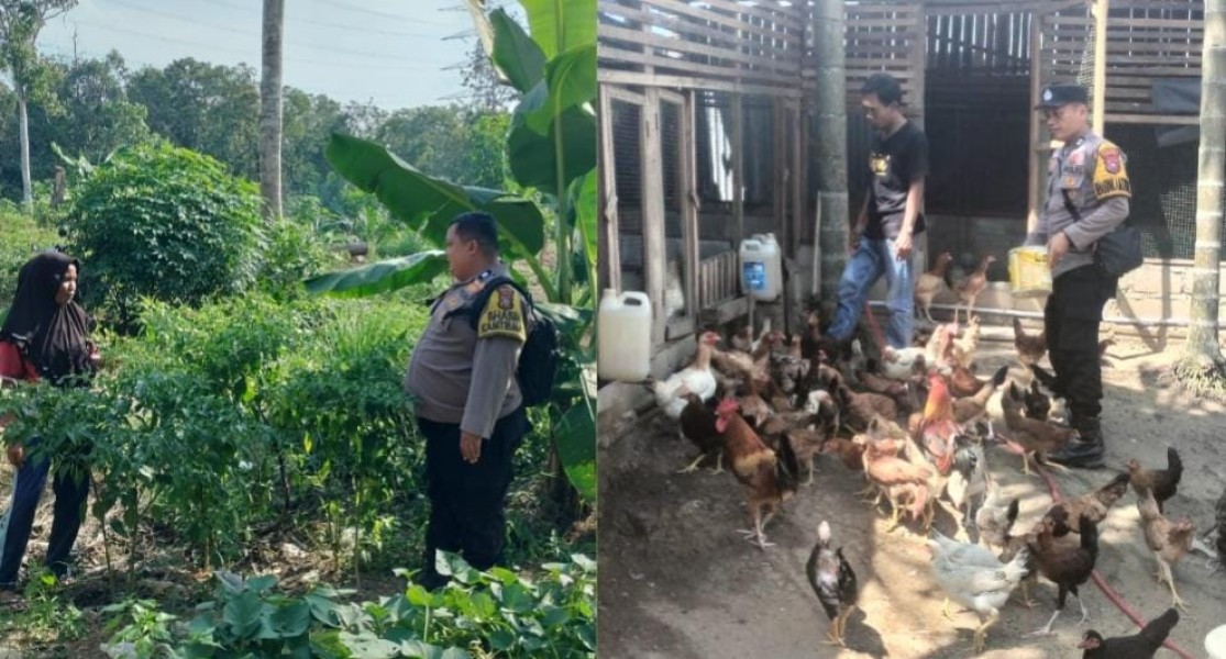 Dukung Swasembada Pangan, Polres Inhu Cek Tanaman Cabai dan Ayam Petelur Warga