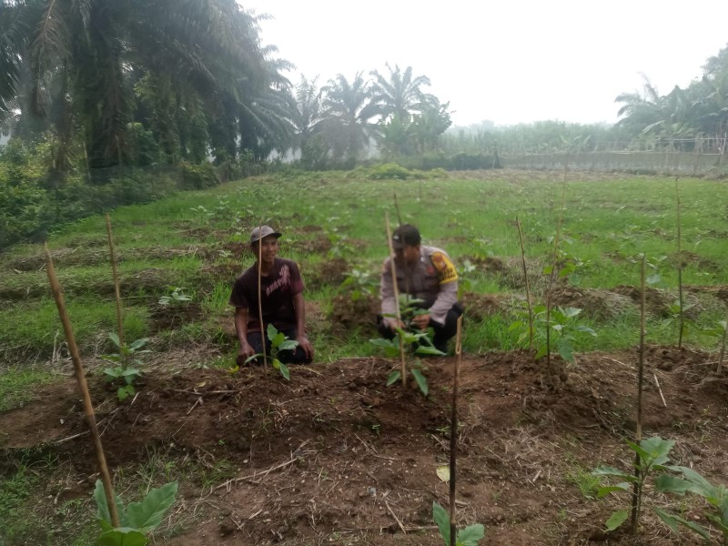Bhabinkamtibmas Kuala Cenaku Sambangi Lahan Terung di Dusun Lumu