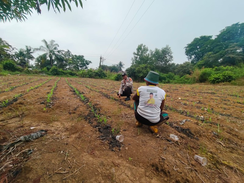 Dukung Ketahanan Pangan, Polsek Lirik Cek Rutin Tanaman Jagung Pipil Binaan di Lahan PT Pertamina EP Lirik