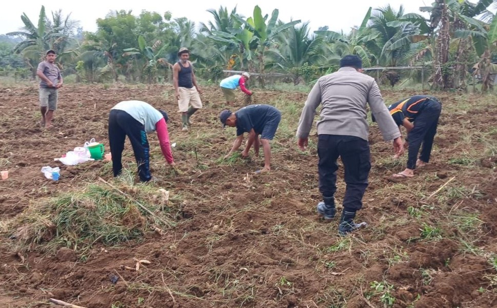 Swasembada Pangan dengan Jagung Pipil, Ini yang Dilakukan Polres Inhu