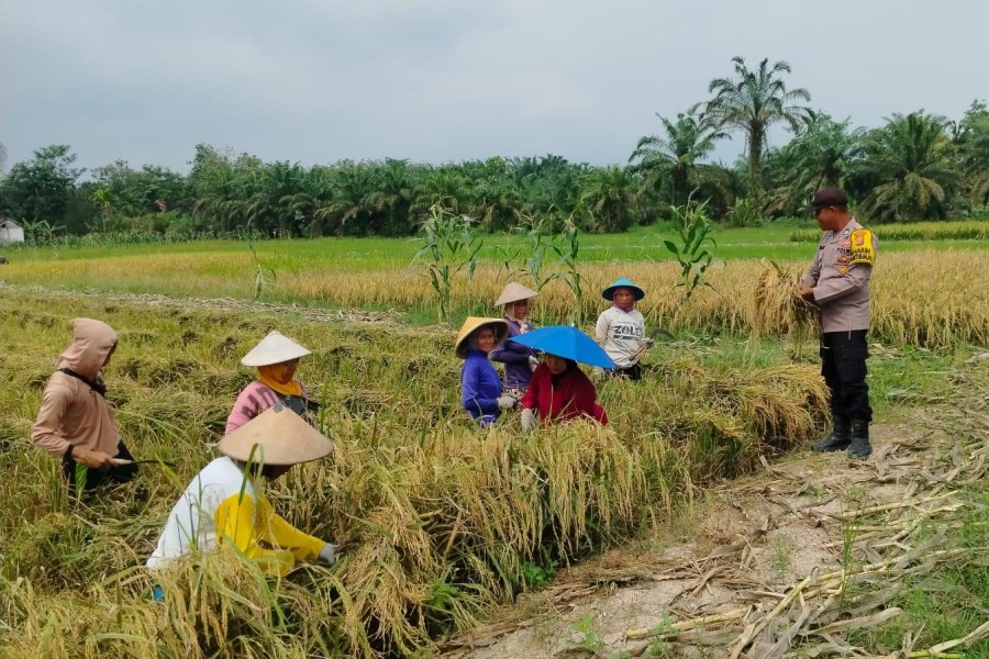 Polsek Kuala Cenaku Pantau Langsung Panen Raya Padi di Tanjung Sari