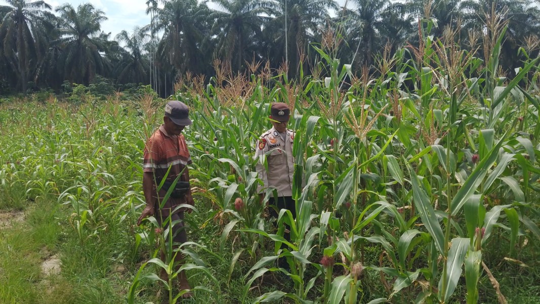 Dukung Ketahanan Pangan, Bhabinkamtibmas Sabak Auh Monitoring Lahan Jagung Pipil